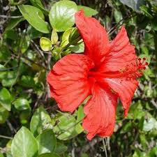 China rose(Hibiscus rosa-sinensis L.)